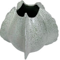 Load image into Gallery viewer, Barnacle Vase
