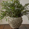 Load image into Gallery viewer, Enoki Pot Round
